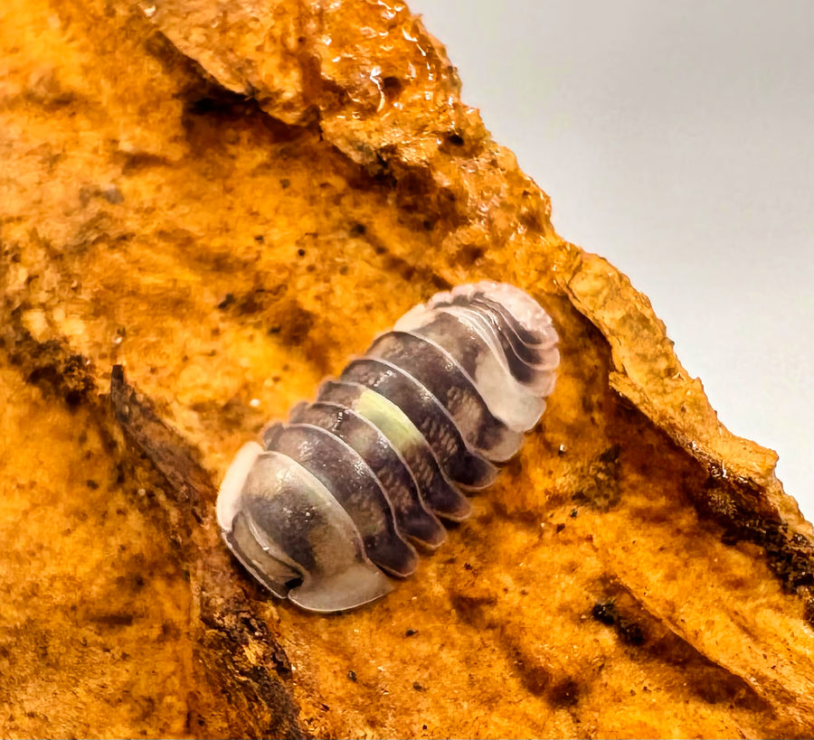 Cubaris sp "Amber Firefly DCF"