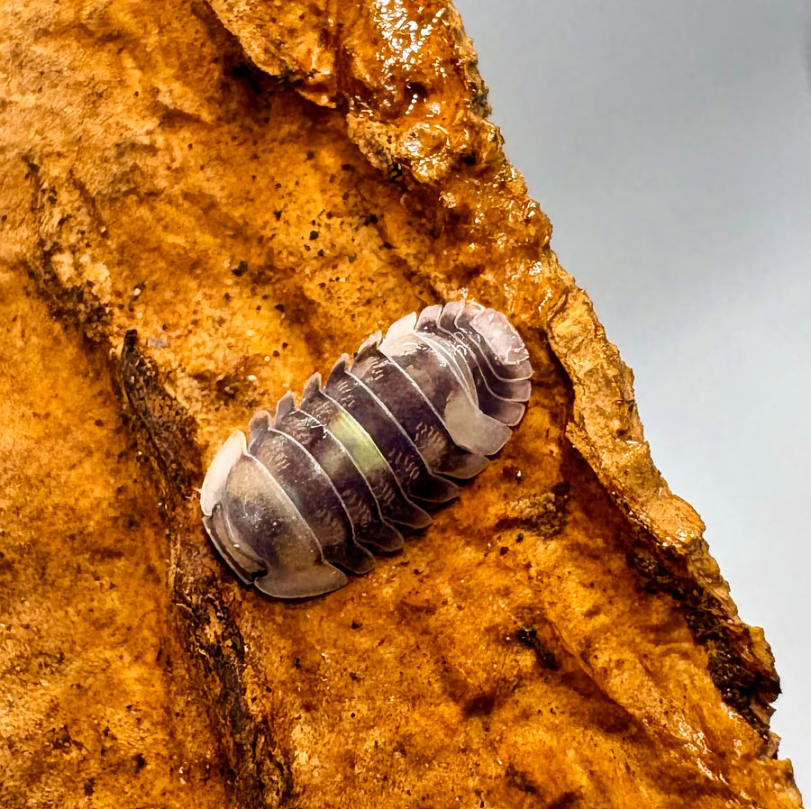 Cubaris sp "Amber Firefly DCF"