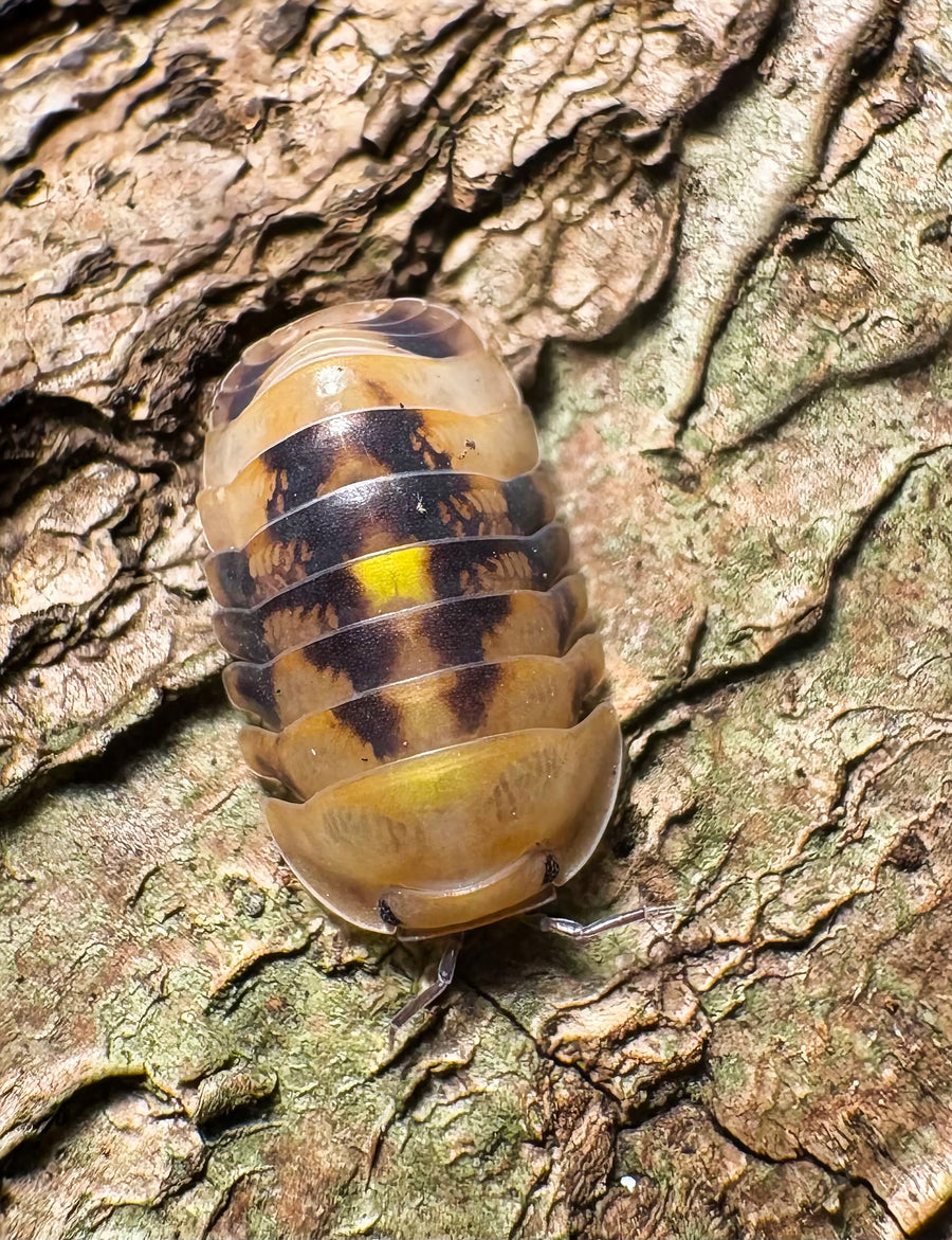 Cubaris sp "Amber Firefly GNR"