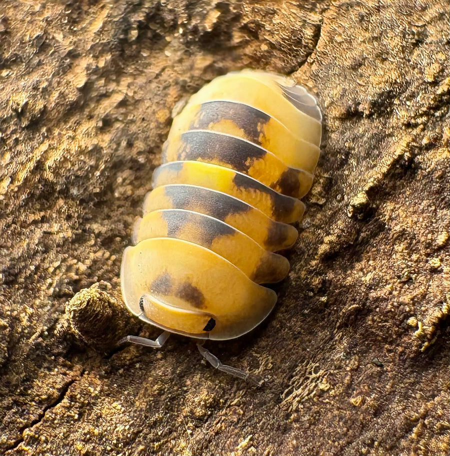 Cubaris sp "Amber Firefly GNR"