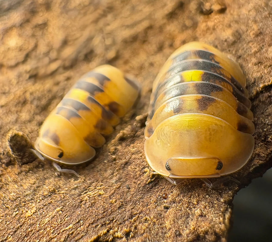 Cubaris sp "Amber Firefly GNR"