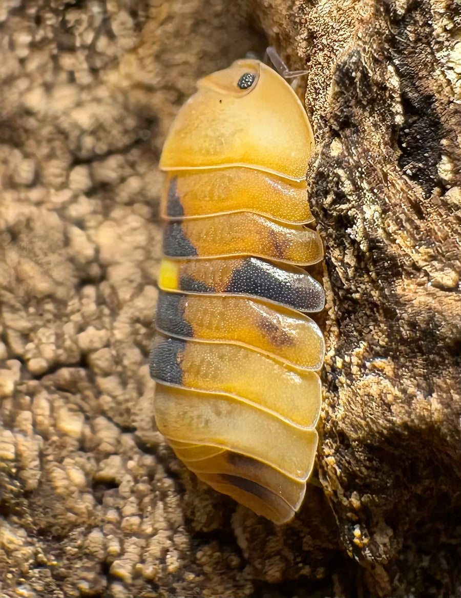 Cubaris sp "Amber Firefly GNR"