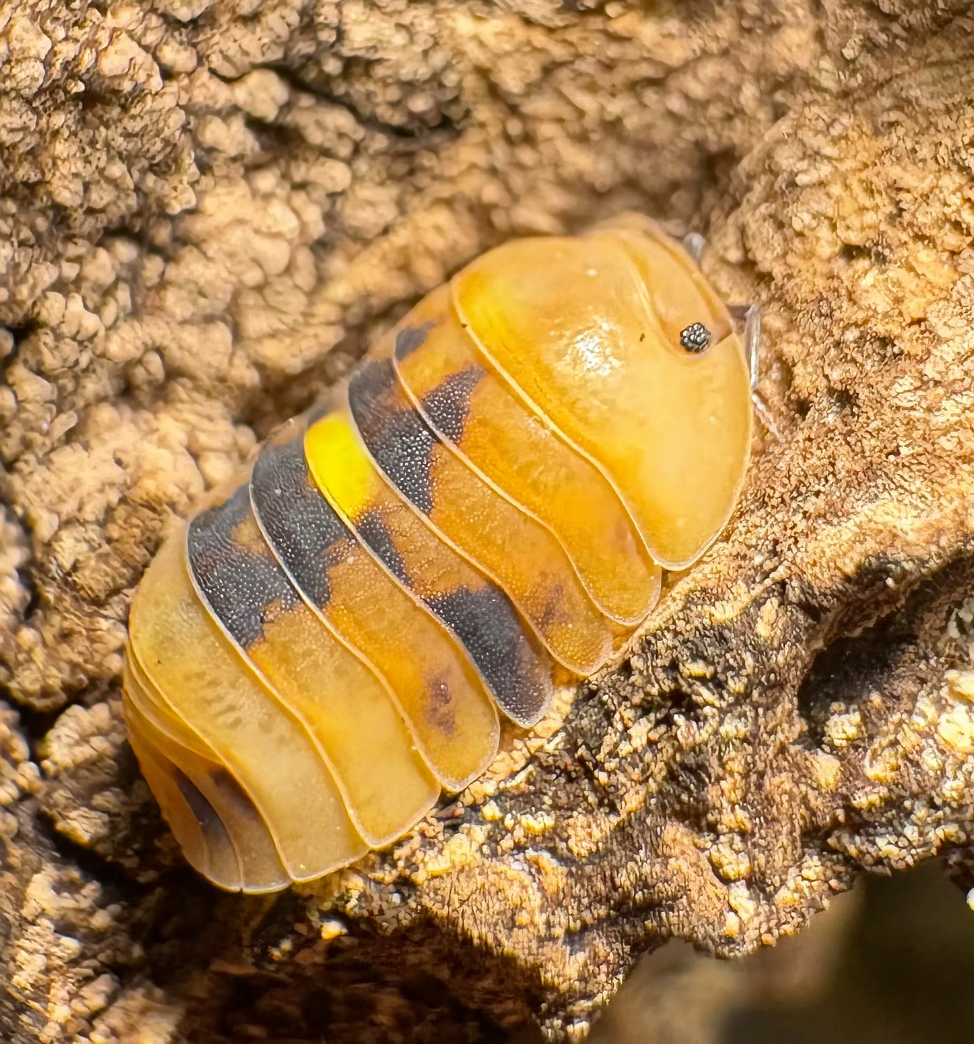 Cubaris sp "Amber Firefly GNR"