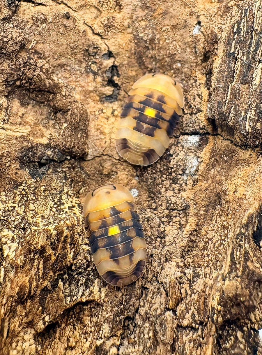 Cubaris sp "Amber Firefly GNR"