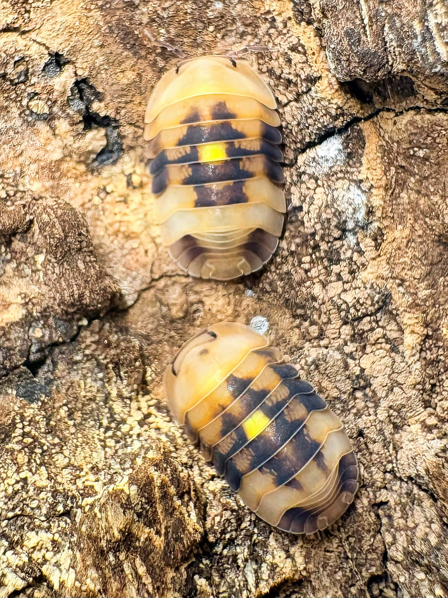 Cubaris sp "Amber Firefly GNR"