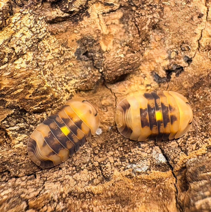 Cubaris sp "Amber Firefly GNR"