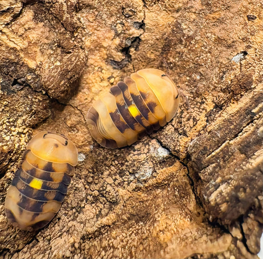 Cubaris sp "Amber Firefly GNR"