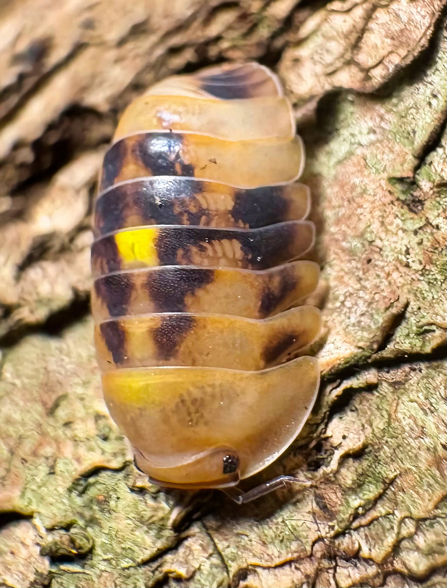 Cubaris sp "Amber Firefly GNR"