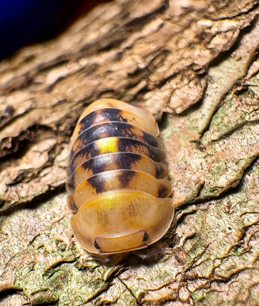 Cubaris sp "Amber Firefly GNR"
