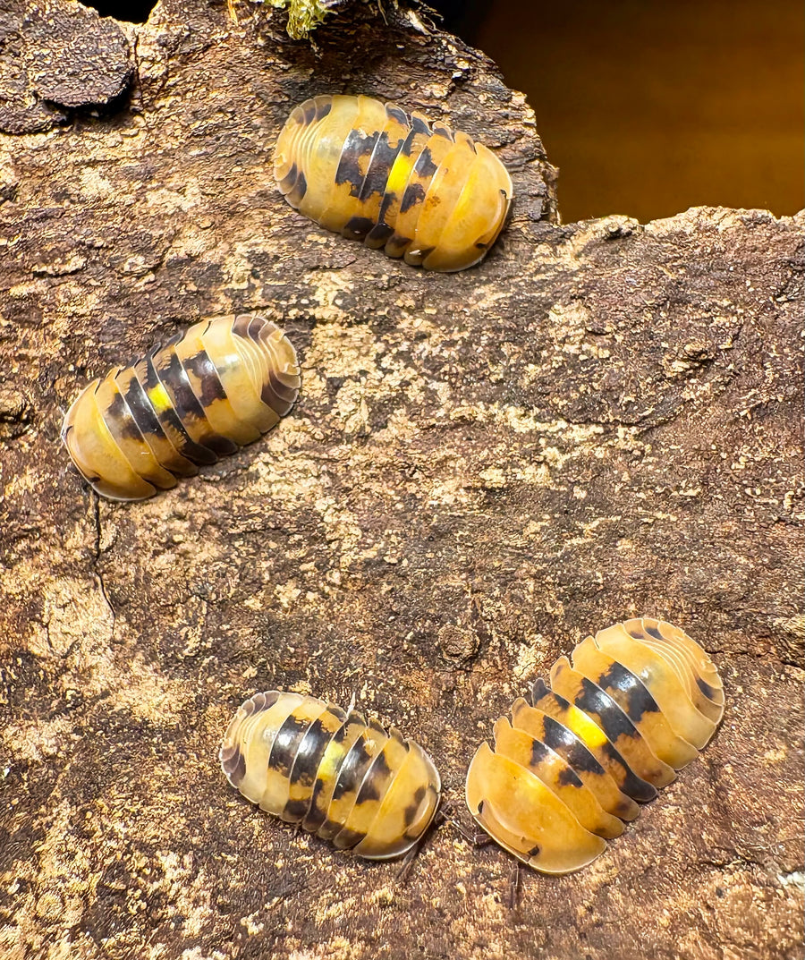 Cubaris sp "Amber Firefly GNR"