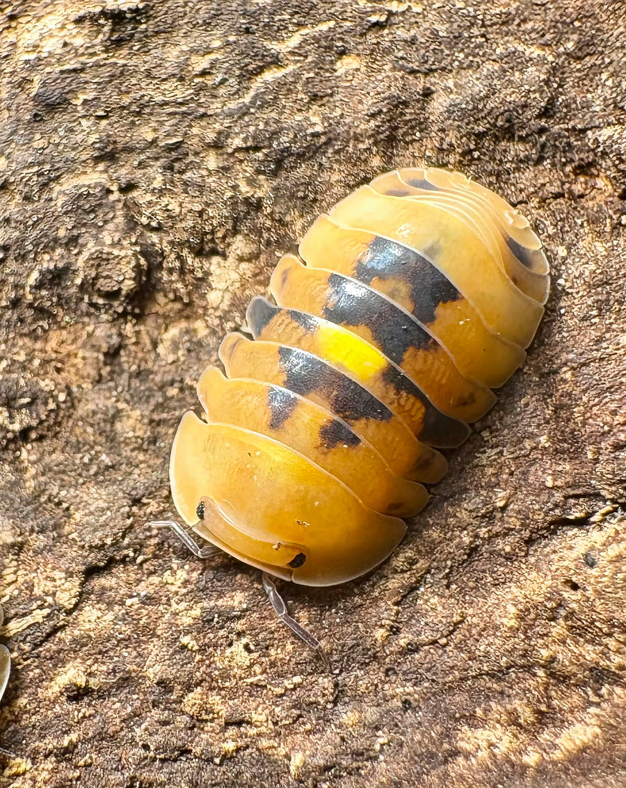 Cubaris sp "Amber Firefly GNR"