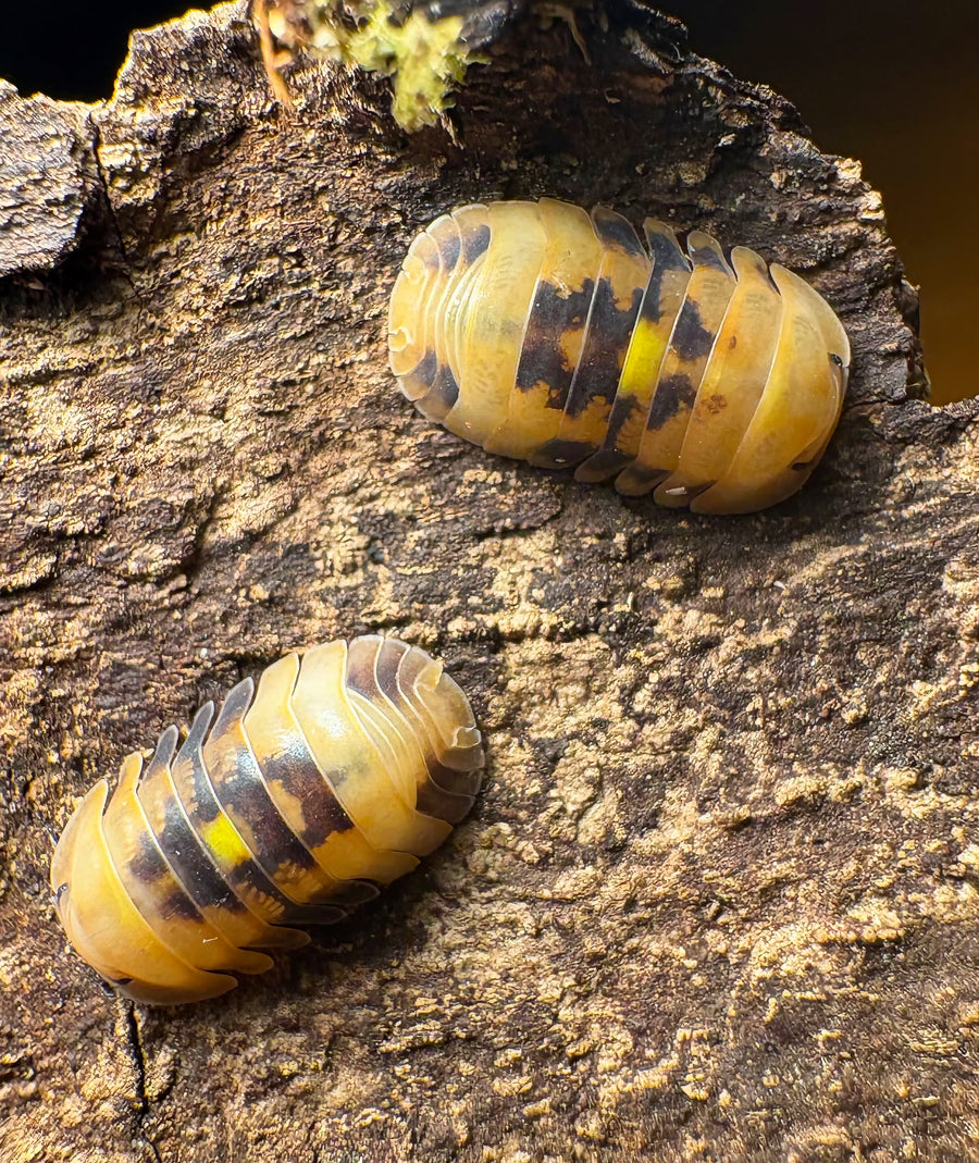 Cubaris sp "Amber Firefly GNR"