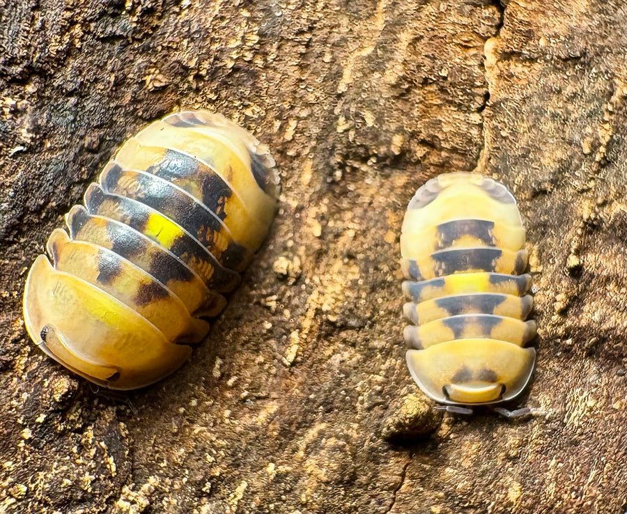 Cubaris sp "Amber Firefly GNR"