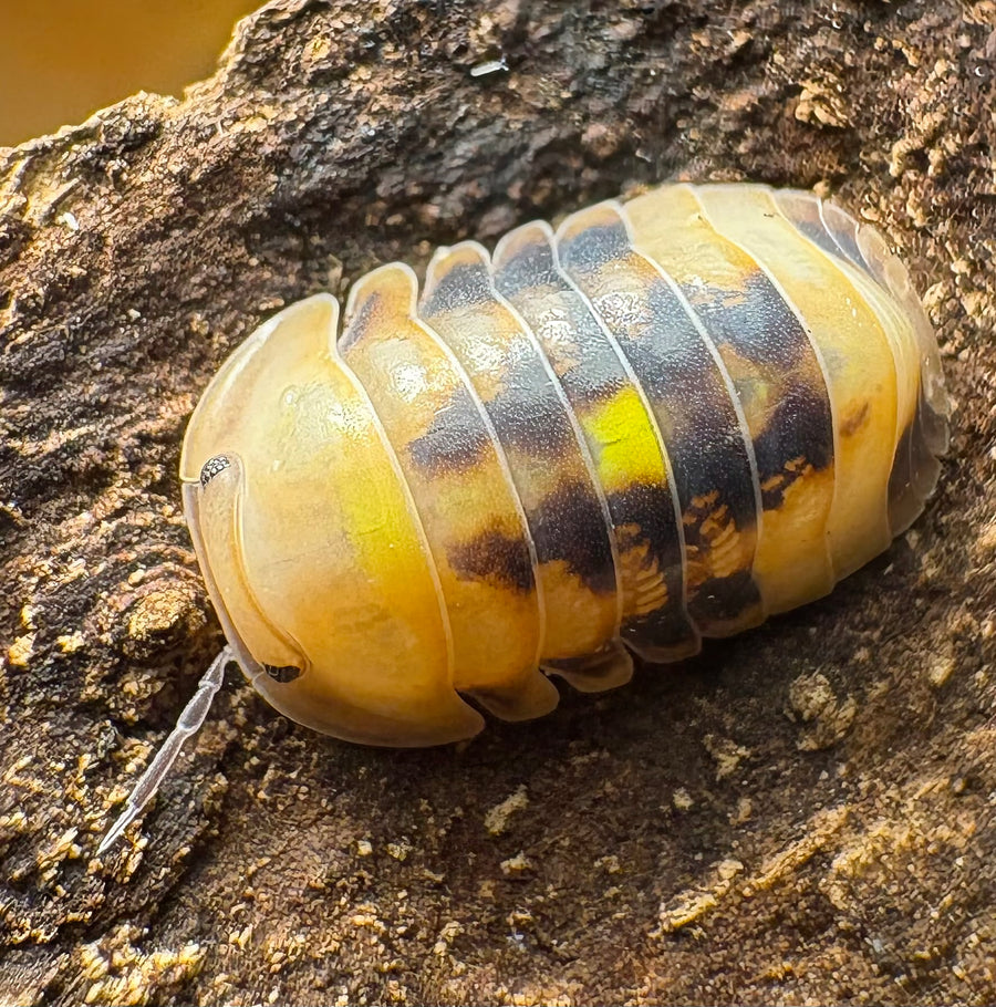 Cubaris sp "Amber Firefly GNR"