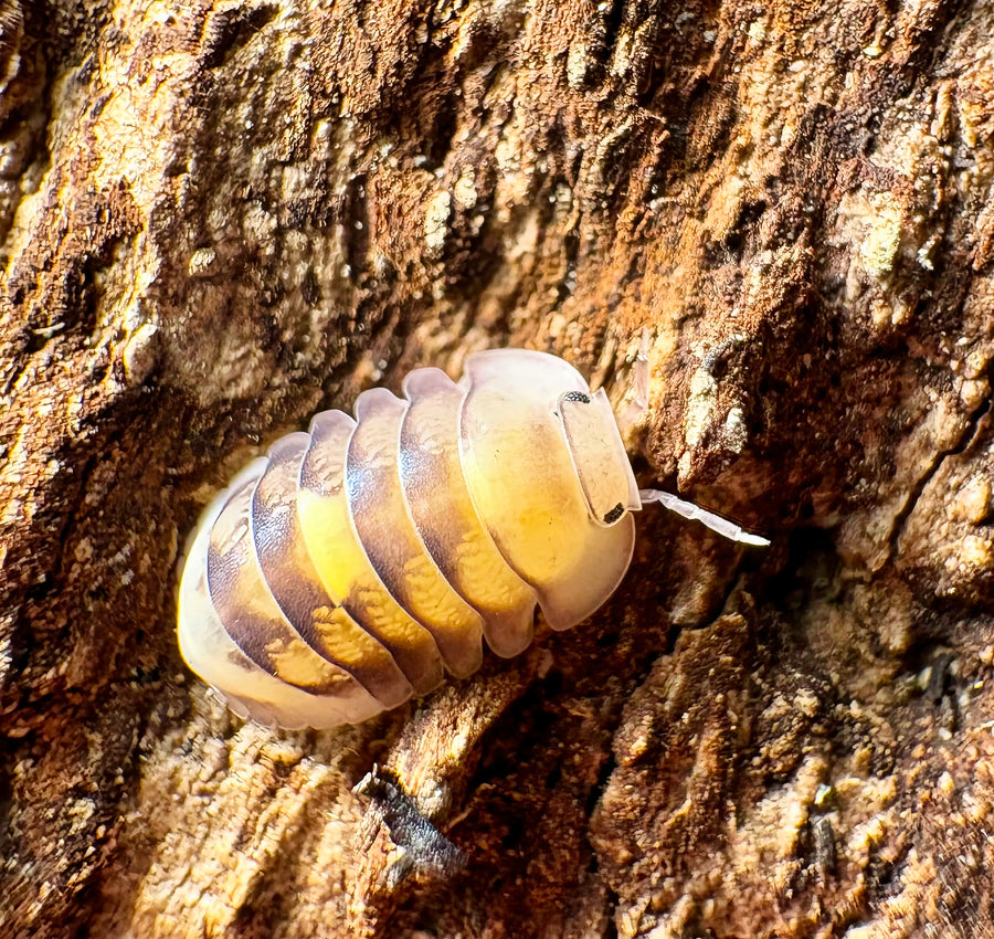 Cubaris sp "Amber Firefly LCF"