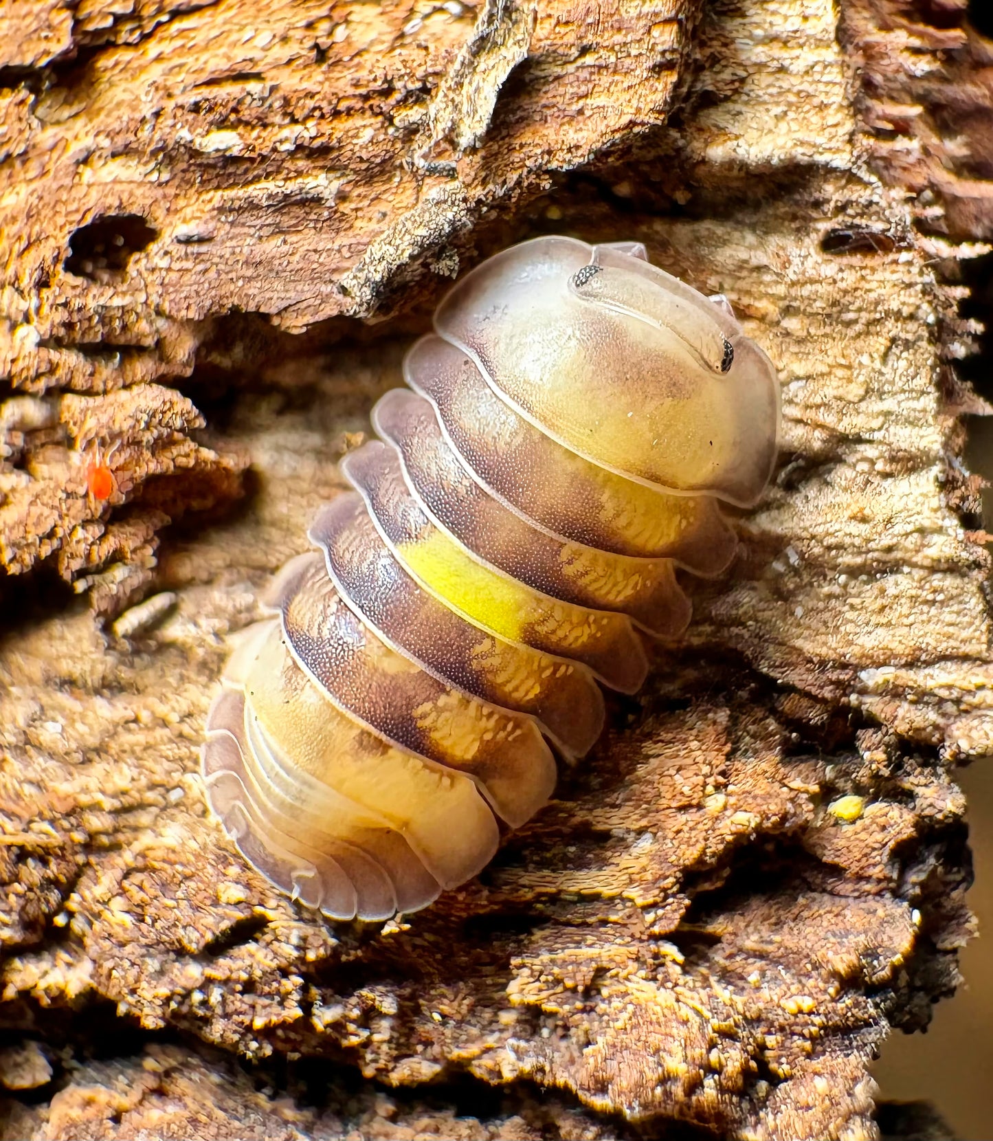 Cubaris sp "Amber Firefly LCF"