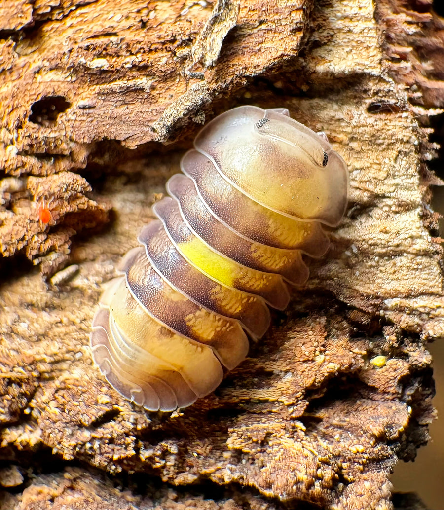 Cubaris sp "Amber Firefly LCF"