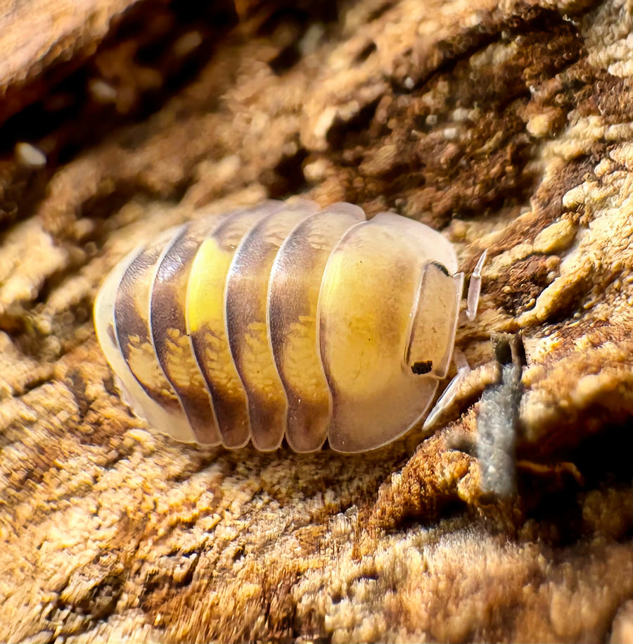 Cubaris sp "Amber Firefly LCF"