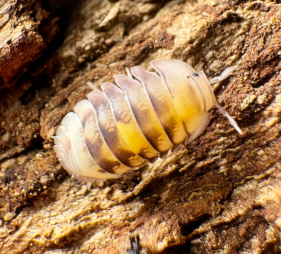Cubaris sp "Amber Firefly LCF"