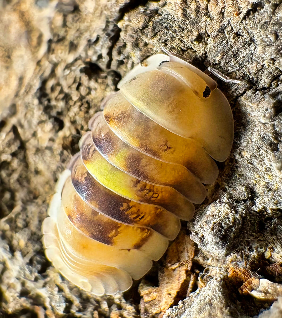 Cubaris sp "Amber Firefly LCF"