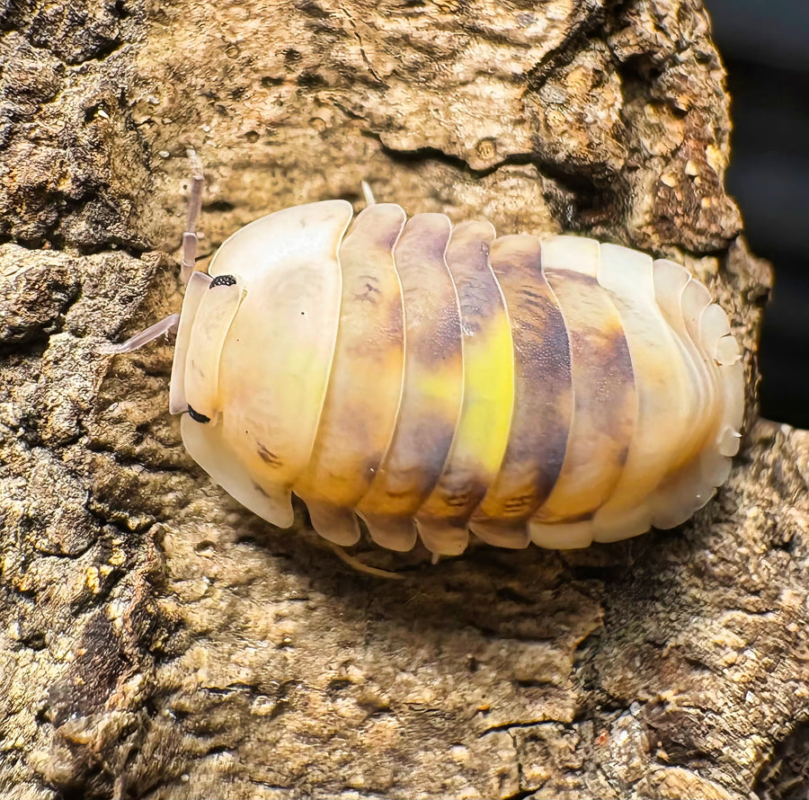 Cubaris sp "Amber Firefly LCF"