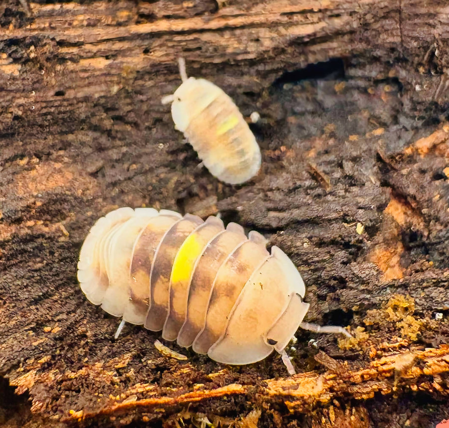 Cubaris sp "Amber Firefly LCF"