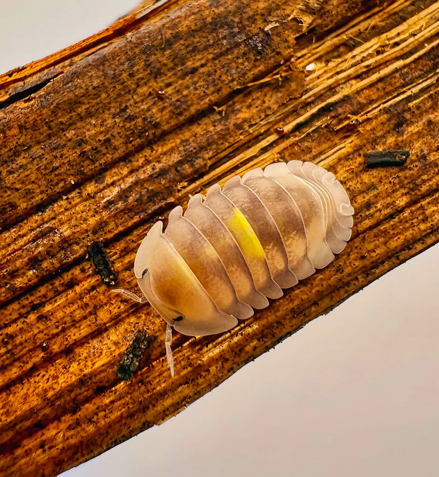 Cubaris sp "Amber Firefly LCF"