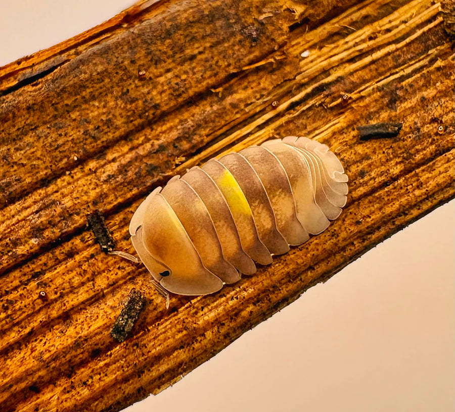 Cubaris sp "Amber Firefly LCF"