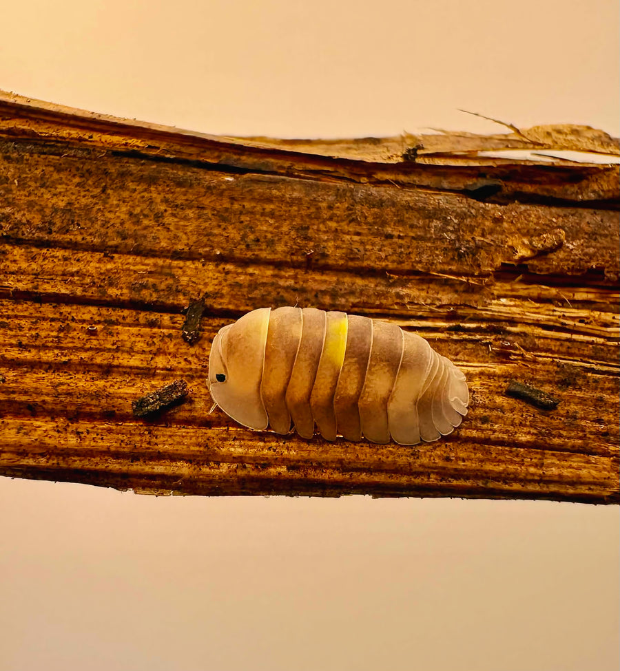 Cubaris sp "Amber Firefly LCF"