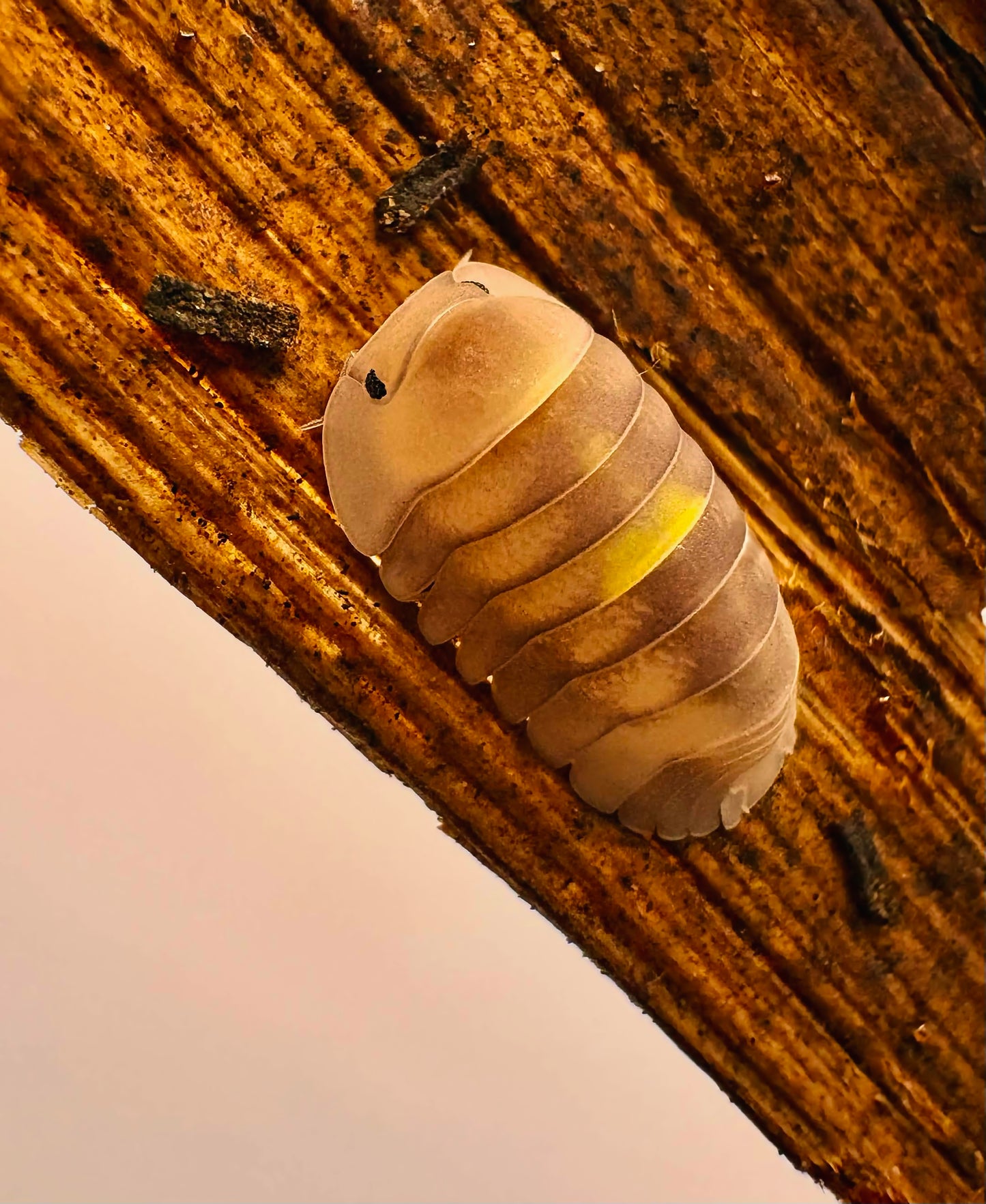 Cubaris sp "Amber Firefly LCF"