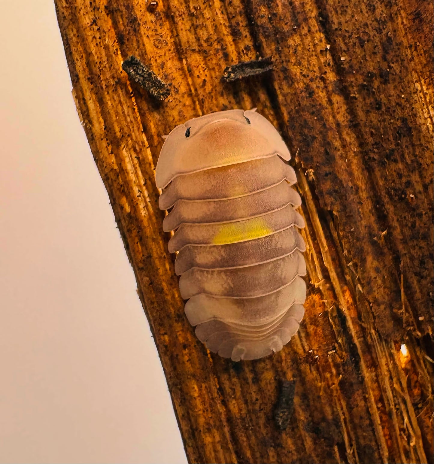 Cubaris sp "Amber Firefly LCF"