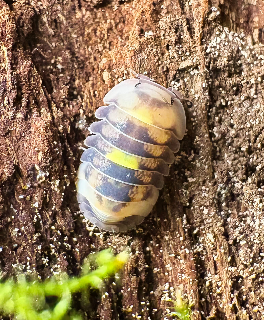 Cubaris sp "Amber Firefly LCF"
