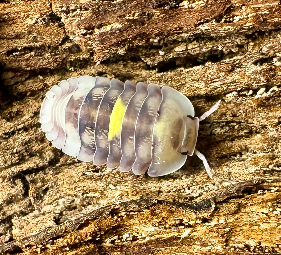 Cubaris sp "Amber Firefly LCF"