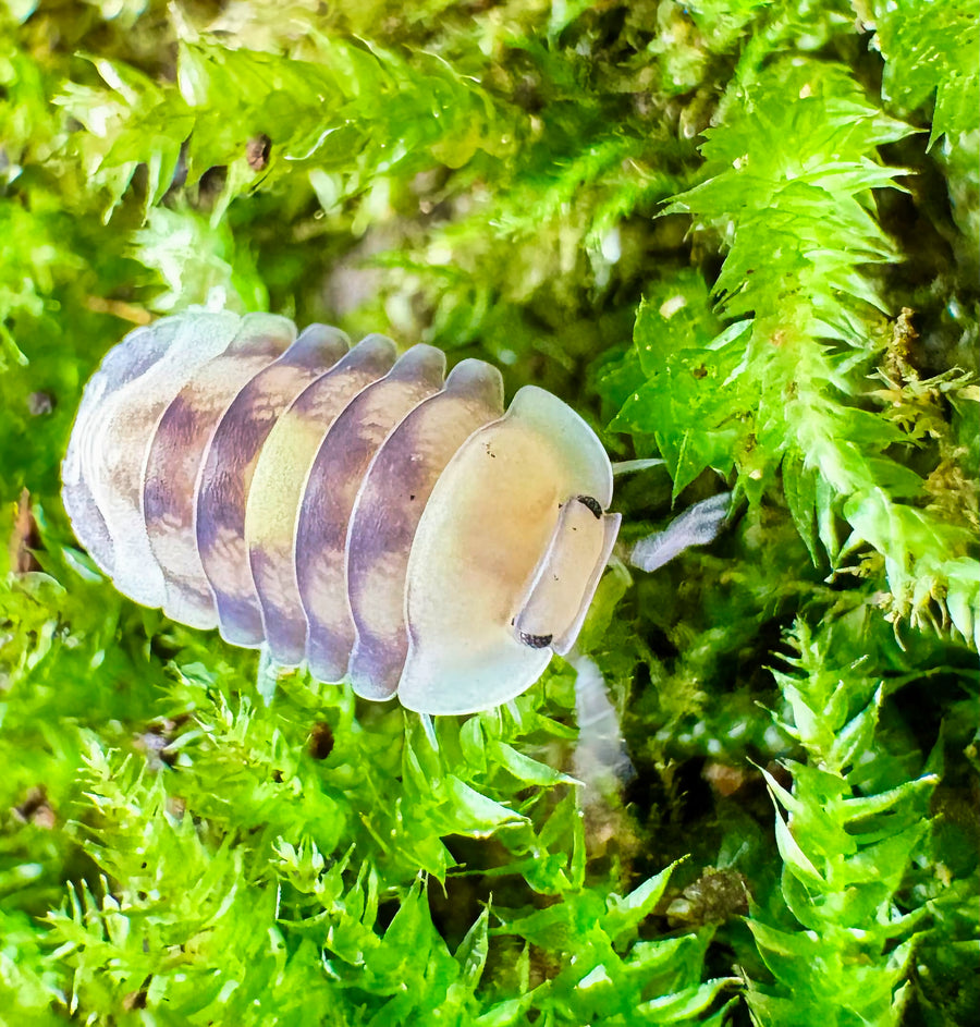 Cubaris sp "Amber Firefly LCF"
