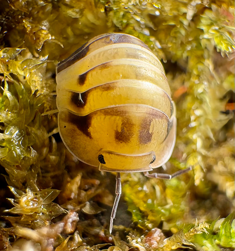 Cubaris sp "Amber Panda"