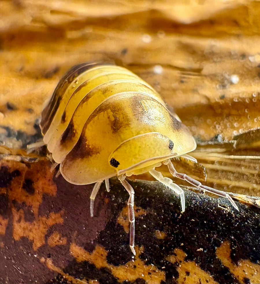 Cubaris sp "Amber Panda"