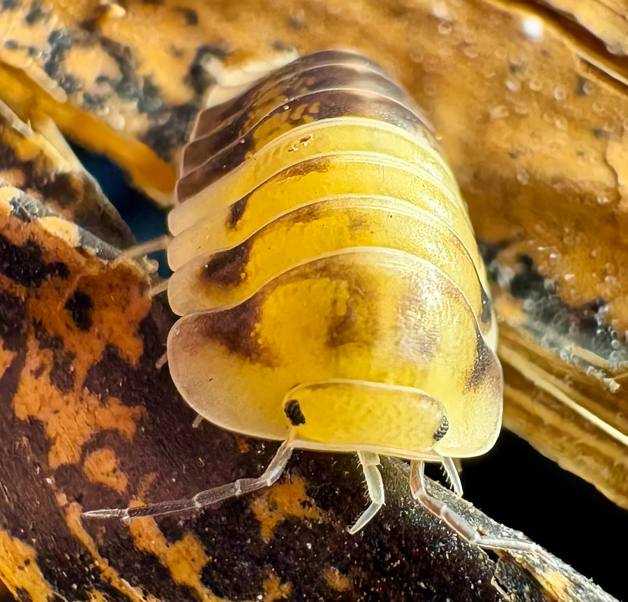 Cubaris sp "Amber Panda"