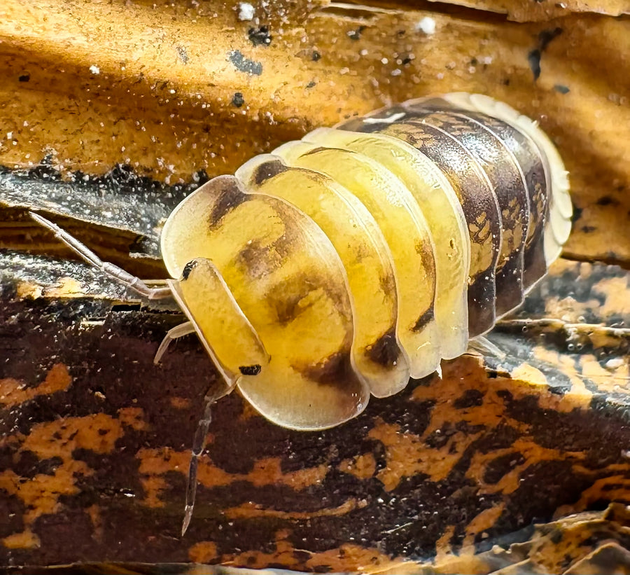 Cubaris sp "Amber Panda"