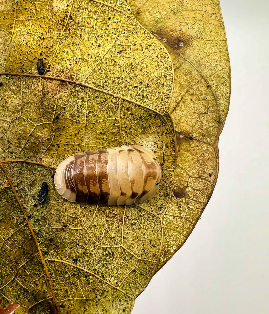 Cubaris sp "Amber Panda"