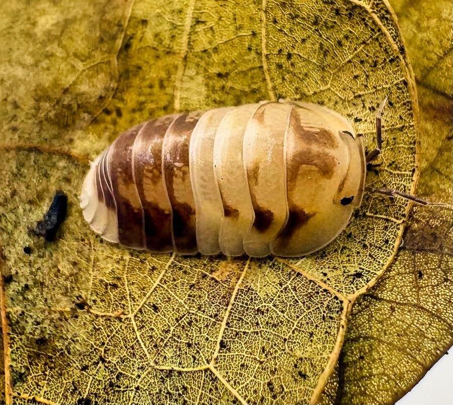 Cubaris sp "Amber Panda"