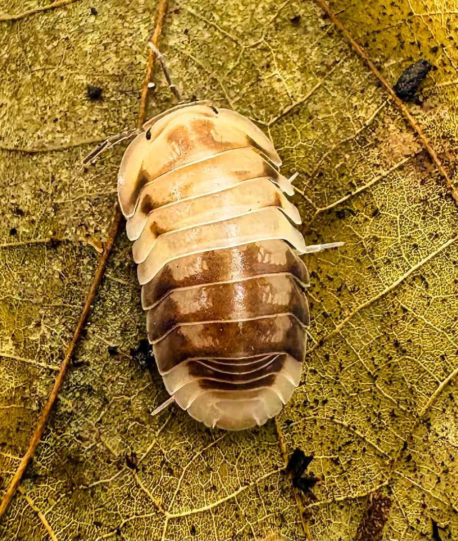 Cubaris sp "Amber Panda"