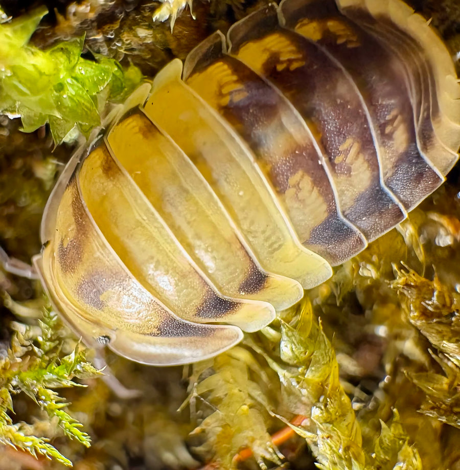 Cubaris sp "Amber Panda"