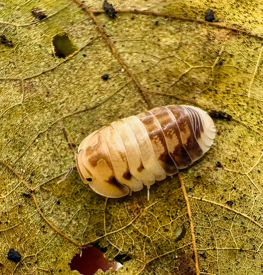 Cubaris sp "Amber Panda"
