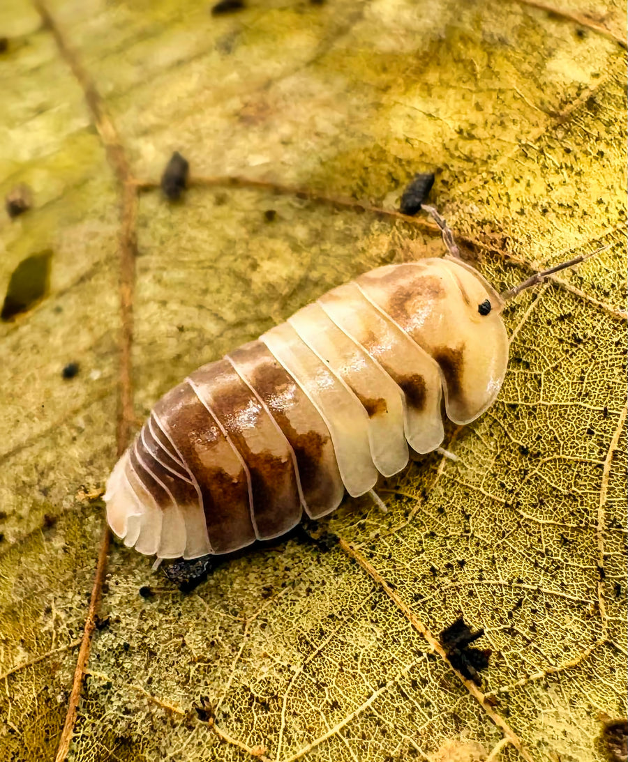 Cubaris sp "Amber Panda"