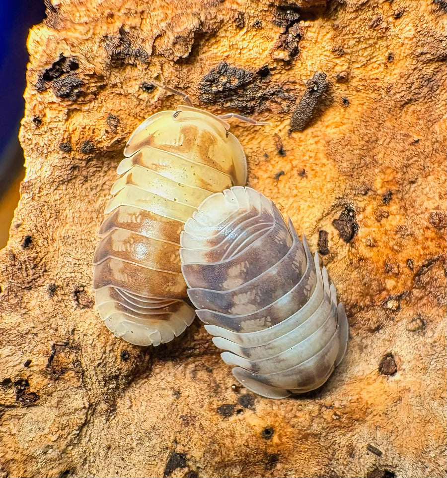 Cubaris sp "Amber Panda"
