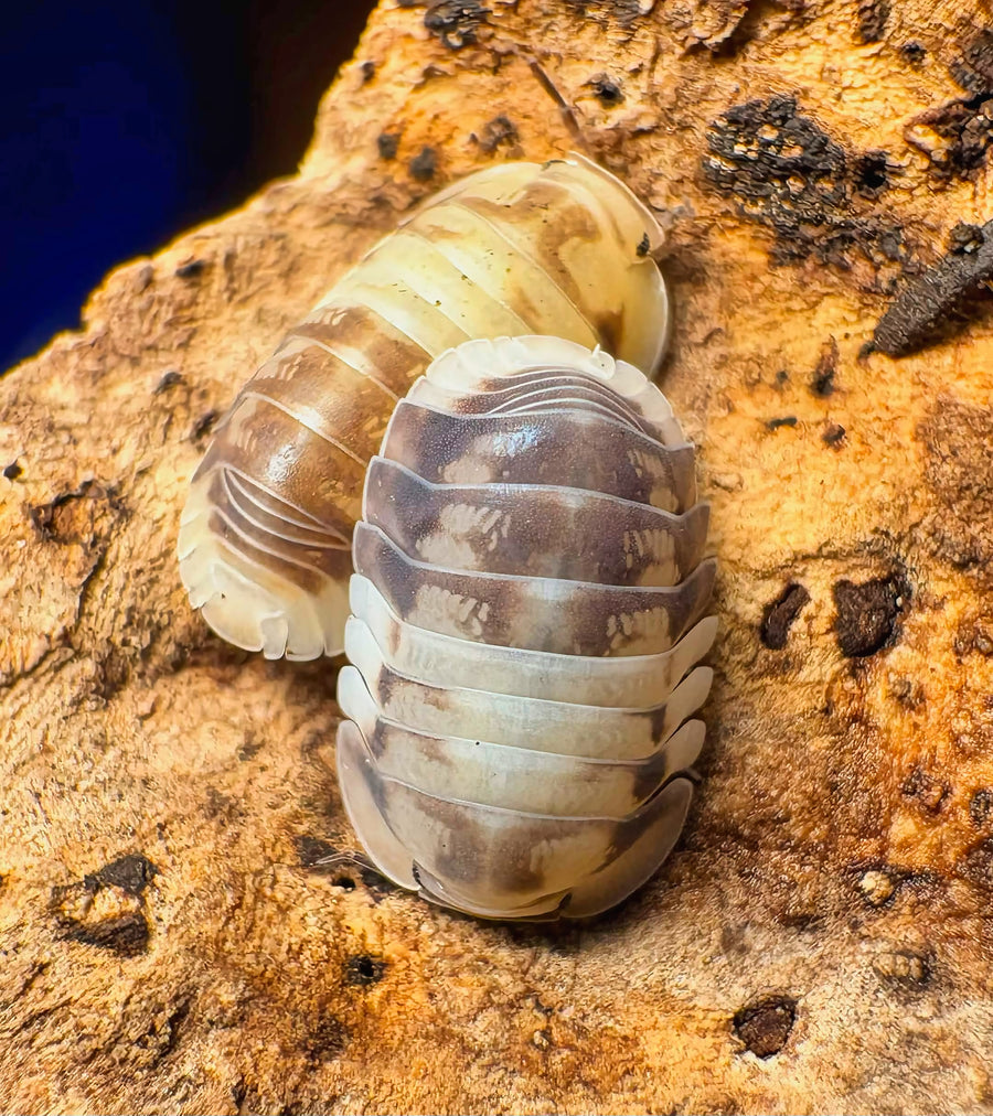 Cubaris sp "Amber Panda"
