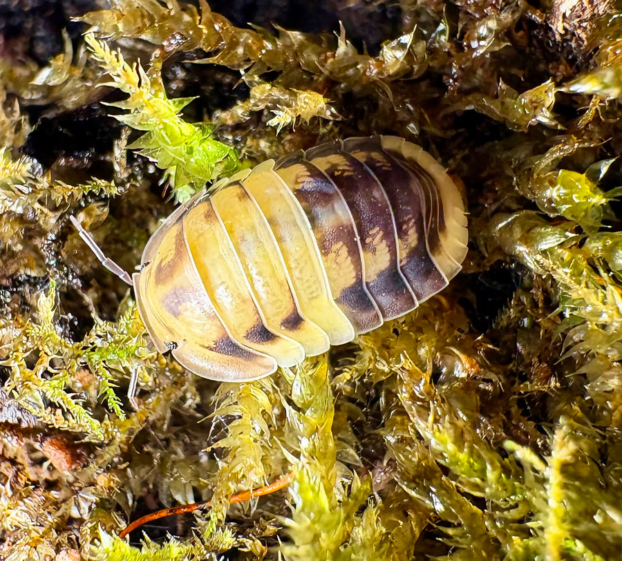 Cubaris sp "Amber Panda"