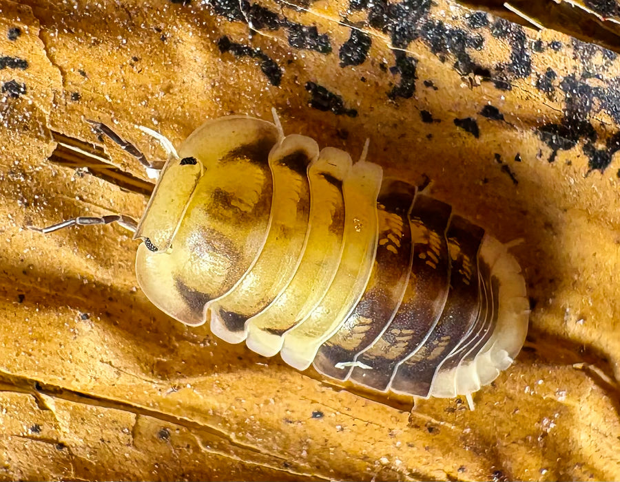 Cubaris sp "Amber Panda"
