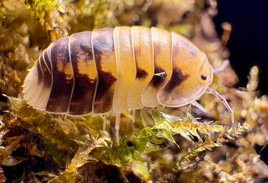 Cubaris sp "Amber Panda"