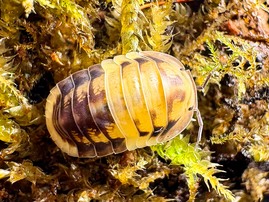 Cubaris sp "Amber Panda"